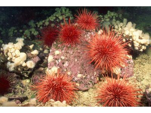 Dangerous creatures such as spiny sea urchins are inhabitants of reefs.