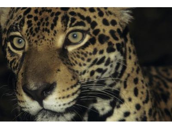Jaguar (Panthera onca) in Brazil