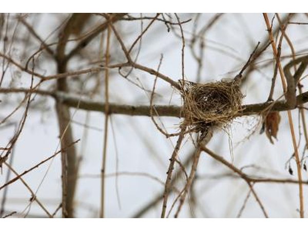 An empty bird nest in the vines.