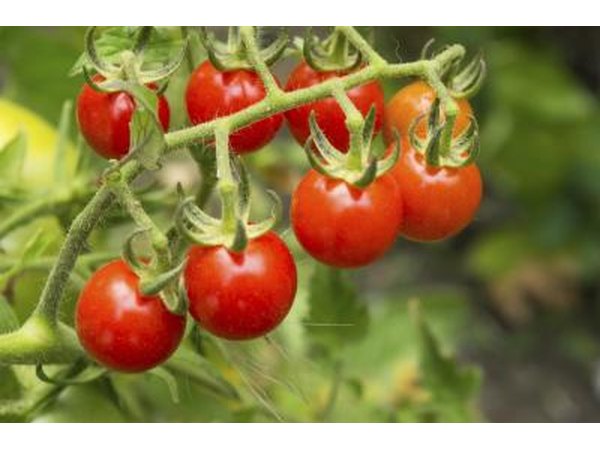 curled leaves on tomato plant
