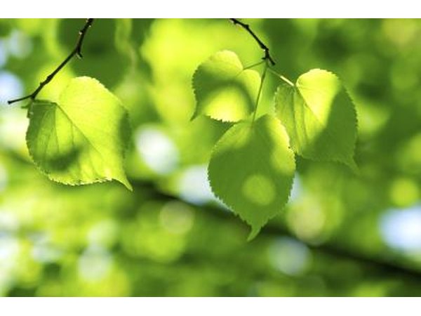 Lime tree branch.