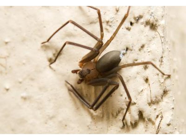 seek medical attention if bitten by a Brown Recluse