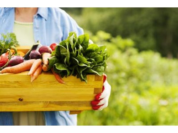 Gardener holding a crate of fresh vegetables