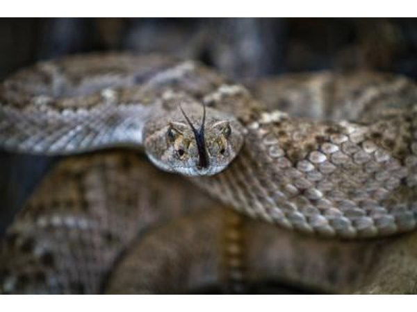 Western Rattlesnake