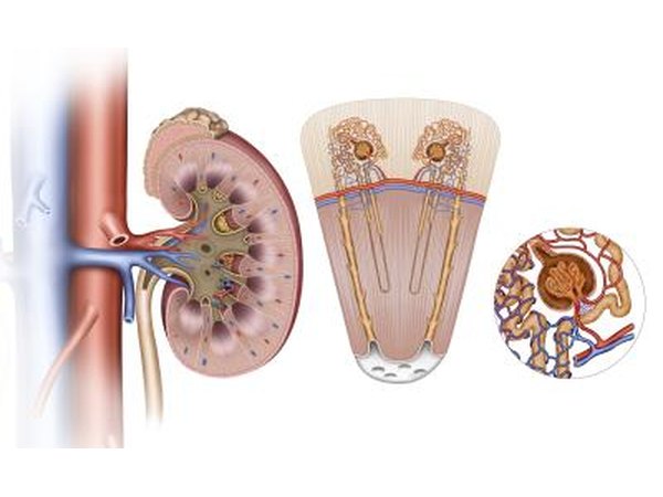 Kidney schematic images.