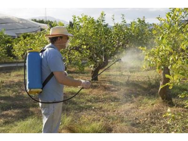 Look out for bushes sprayed with herbicide.