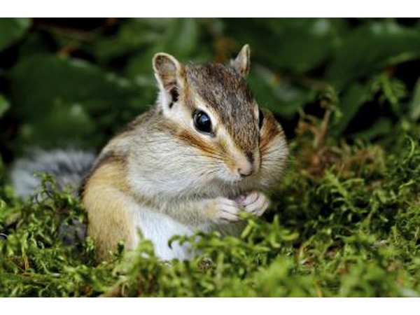 Chipmunk on lawn.