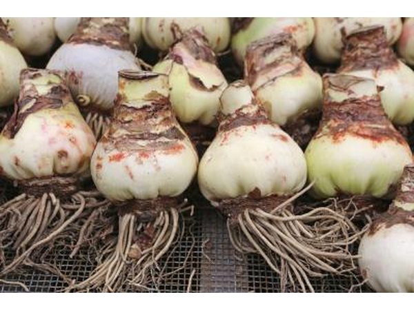 The bulbs can produce plants for 75 years.