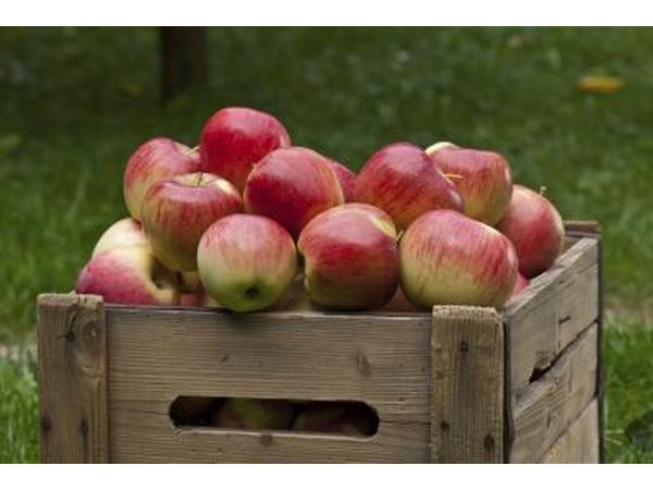 Apples can be a part of your diet plan.