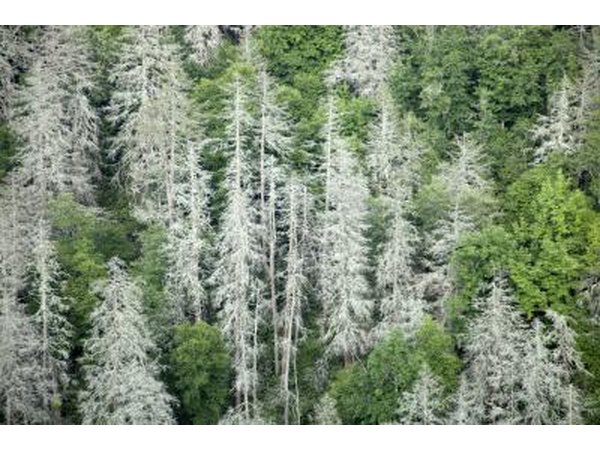 Many non-native diseases and pests have infiltrated temperate forests in the U.S.
