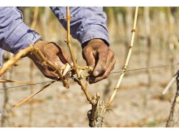 Worker tying canes to fence