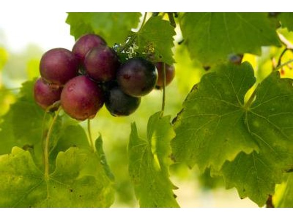 Close-up of muscadine grapes on branch
