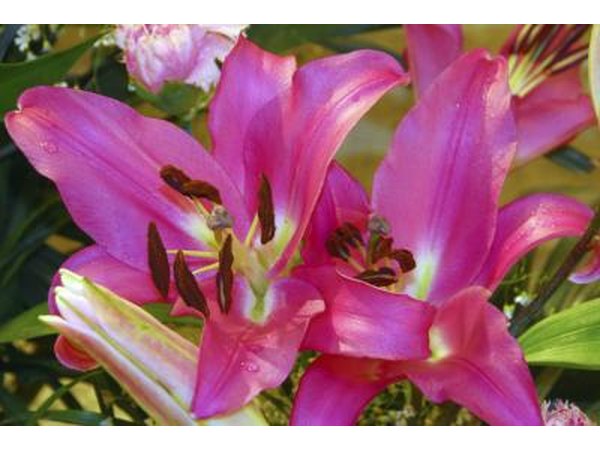 These flowers are native to the Americas, South Africa, and the Caribbean.
