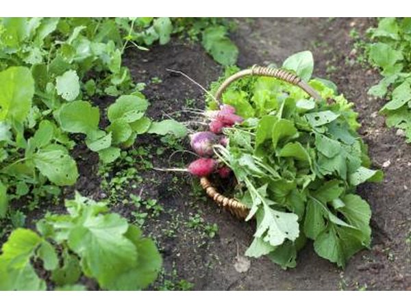 Salad radishes pack a tasty punch.