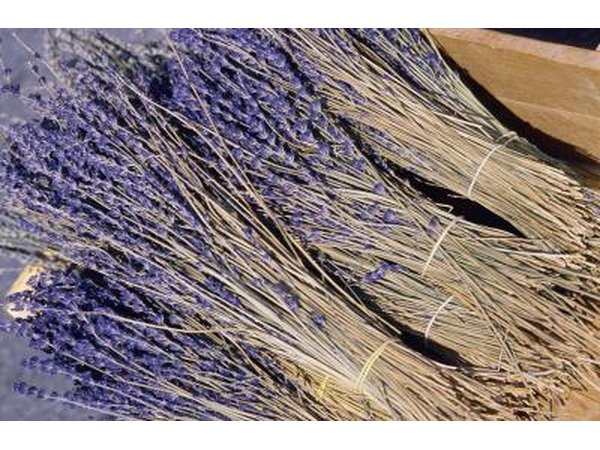 Lavender plant.