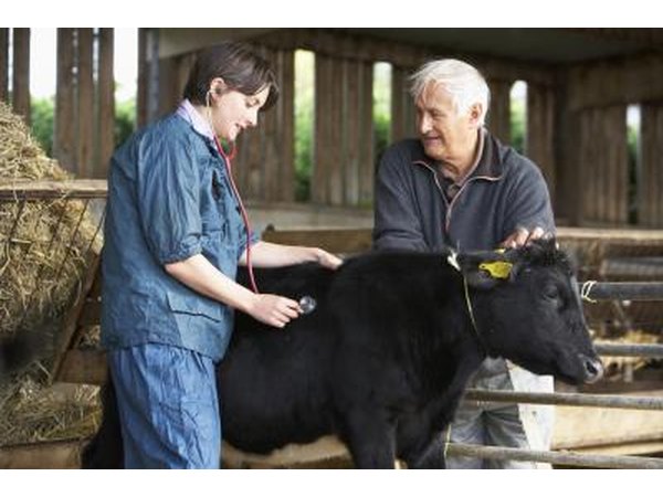 Livestock vet