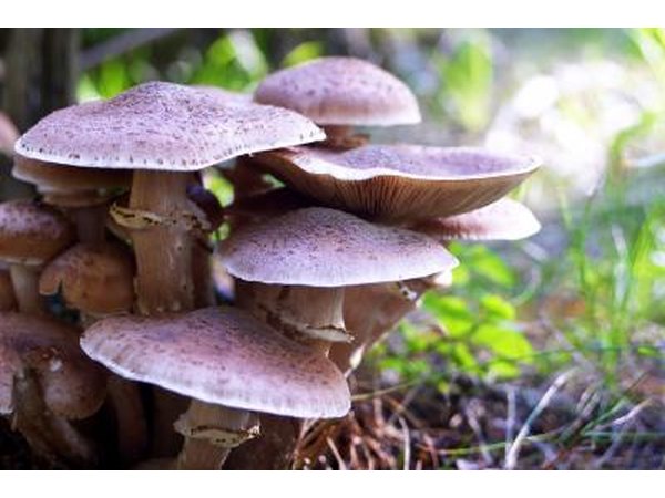 A cluster of mushrooms in their natural environment.