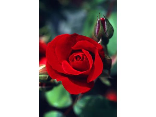 Red and green are often found together in nature.
