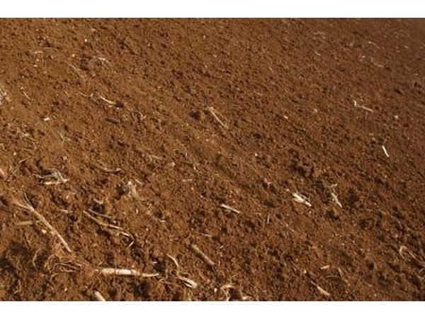 Preparing a smooth and well-drained surface is critical for lawn establishment.