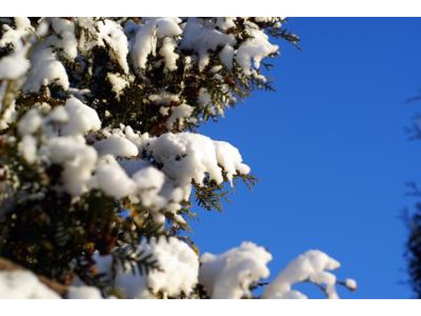 Excessive cold will also turn branches brown.