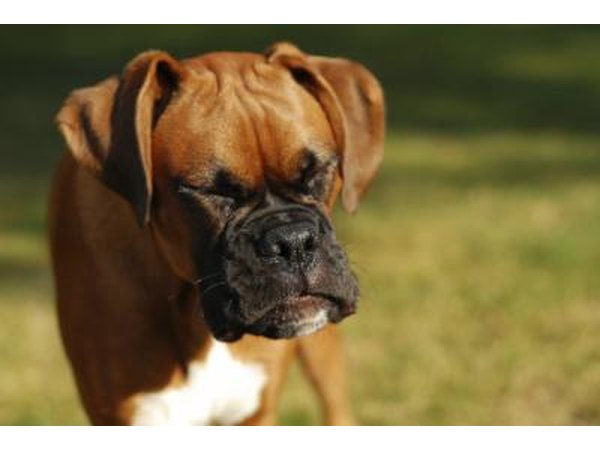 A dog may have seasonal allergies.