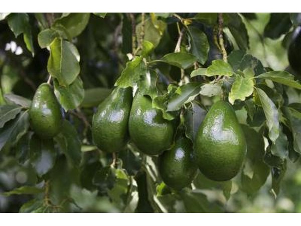 Avacado tree
