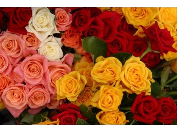 Roses