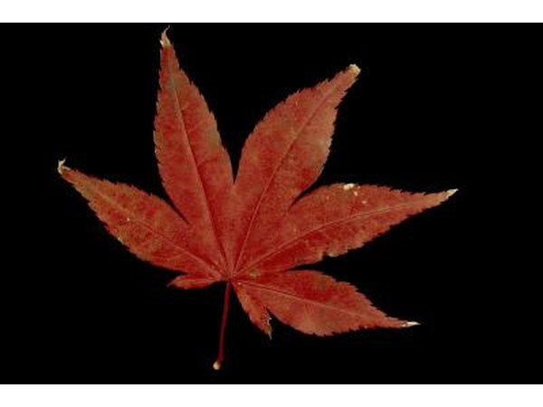 leaf