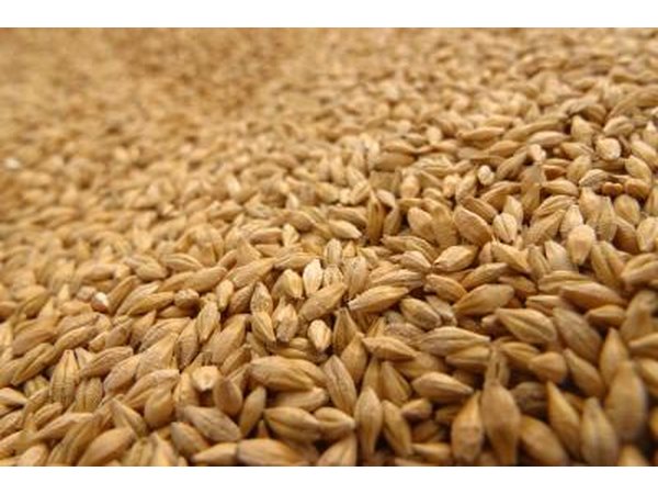 Wheat grains