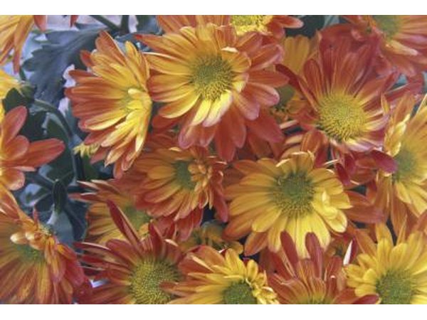 Orange and yellow chrysanthemums