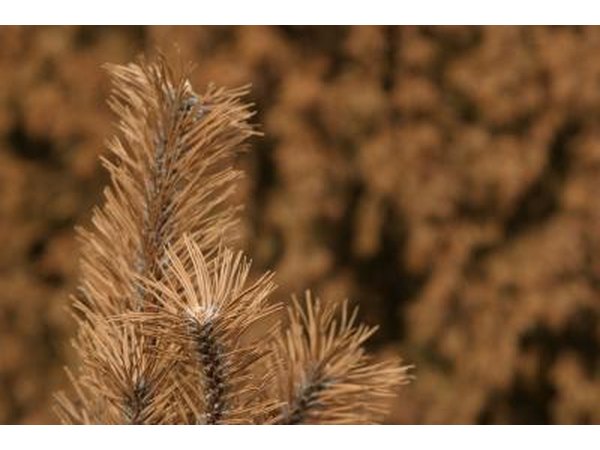 Lirula needle blight generally occurs on lower branches of blue spruce.