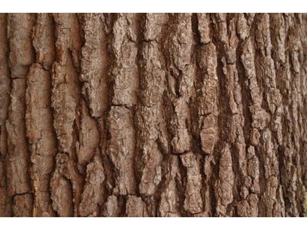 Bark