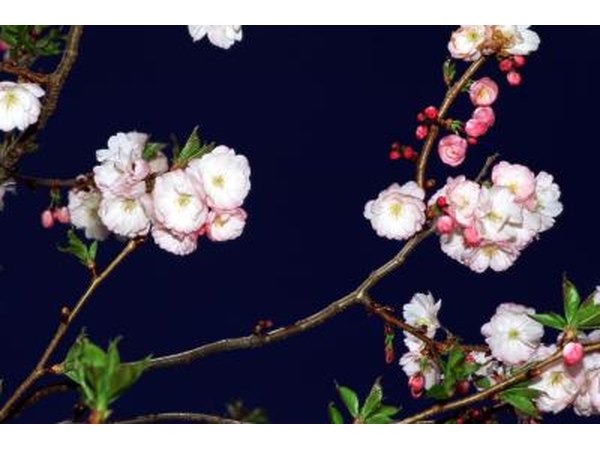 Sweet crab apple blossoms.