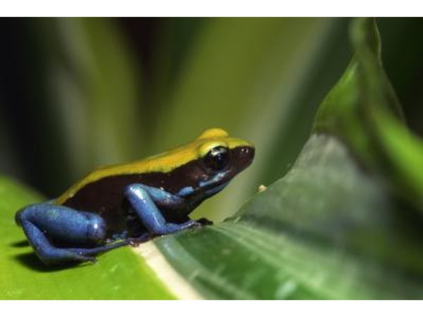Dendrobates tinctorius, also known by the common name dyeing dart frog, is a species of poison dart frog.