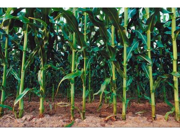 Corn stalks in field.