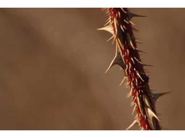 Branch with thorns