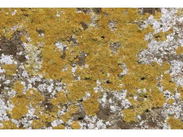 Close up of mold.