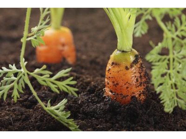 planted carrots