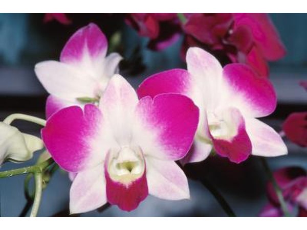 Orchids