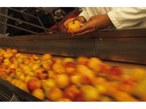Checking peaches on a conveyor belt for quality standards