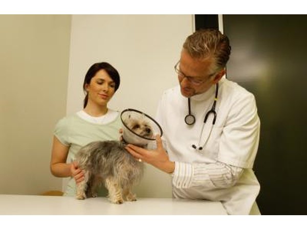 Treating a sick animal