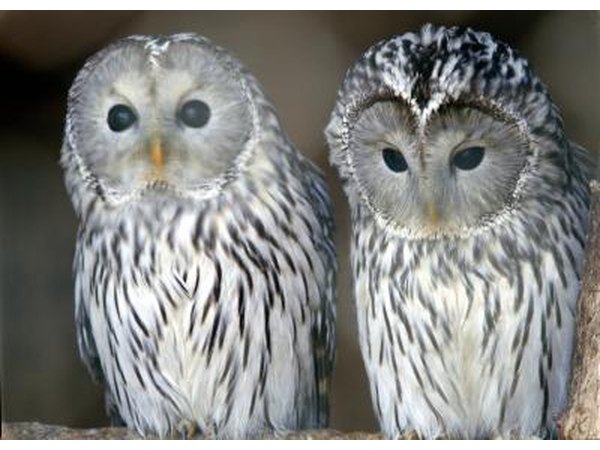 plastic owls