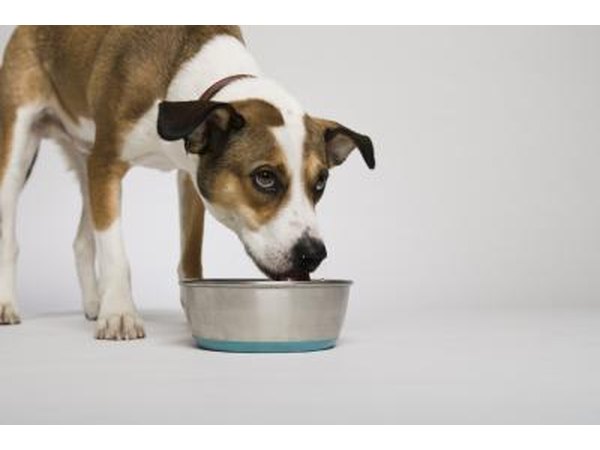 Keep your dog hydrated and away from scraps.