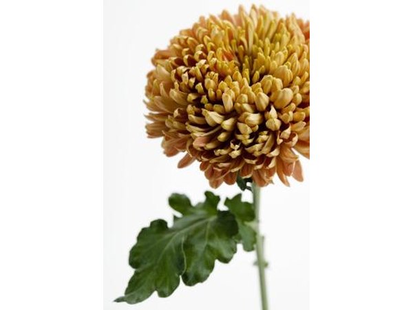 Chrysanthemum