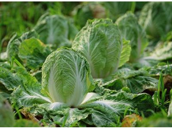 Mint repels cabbage moths.