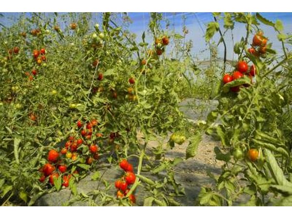 tomato plants in field