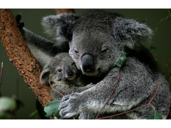 mother koala holding joey
