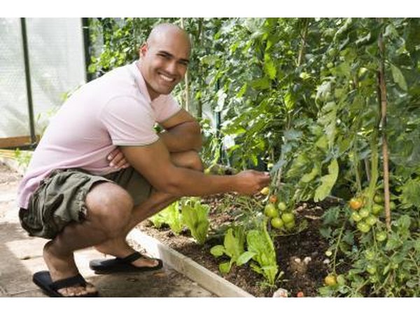 man with young tomatoe plant