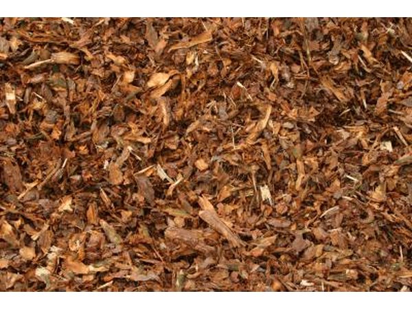 Mulching will keep in moisture, provide nutrients and suppress weeds.