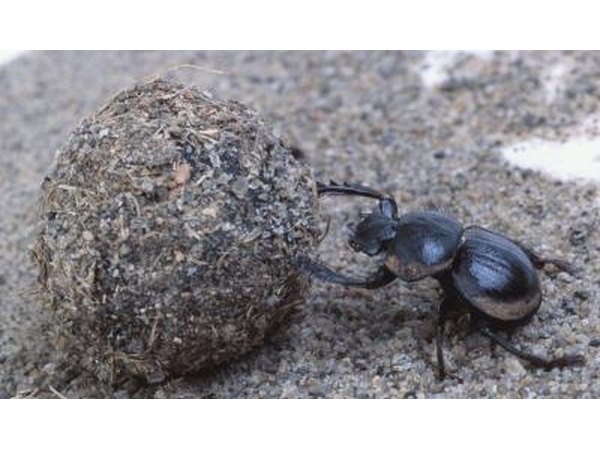 India has a high population of Dermestes beetles.